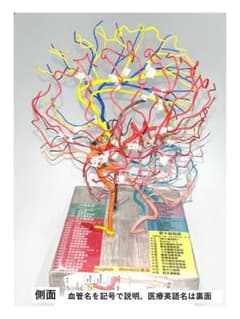 脳血管模型　教育説明用（脳血管模型が必要な人のために） m79489467508_1.jpg?1757150569