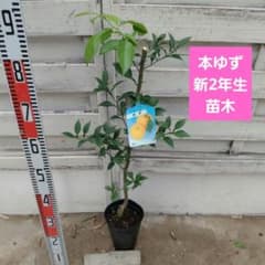 本ゆず 木頭ゆず 新2年生 苗木のサムネイル