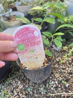 ジャスミン　茉莉花　ラベル付きのサムネイル