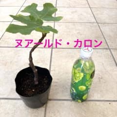 イチジク苗　ヌアールドカロンのサムネイル