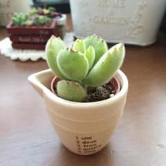 多肉植物 熊童子のサムネイル
