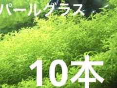 パールグラス　10本のサムネイル