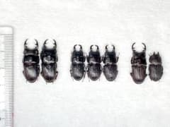 まとめてok ネブトクワガタ類　セット　オガサワラ、ヨナグニ、オキノエラブ　標本のサムネイル