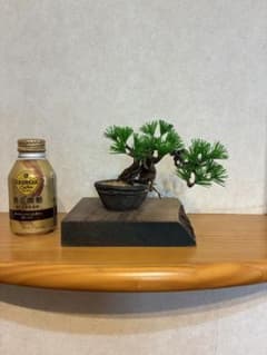 水引盆栽 根上がり 水引盆栽 根上がり - メルカリ