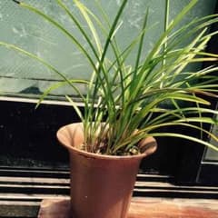 春蘭    確認用のサムネイル