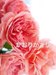 かおりかざり 挿し木苗 54 - メルカリ