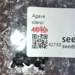 アガベ　オテロイ種子 40粒のサムネイル