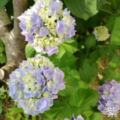 紫陽花 挿し穂5本 紫 - メルカリ