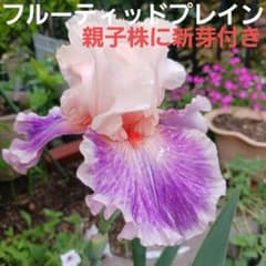 ジャーマンアイリス球根 フルーティッドプレイン 親子株に新芽付き