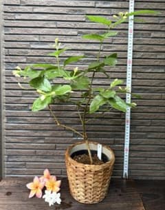 ピカケ　マツリカ　ジャスミン　花芽10ヶ所あり！のサムネイル