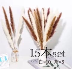 パンパスグラス　白10　ブラウン5　15本set　テールリード　ドライフラワーのサムネイル