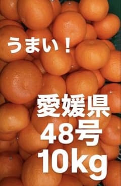 愛媛県産　家庭用　48号　柑橘　10kg 2026年3月発送予定】愛果48号 2kg L～2Lサイズ 紅プリンセス同一品種