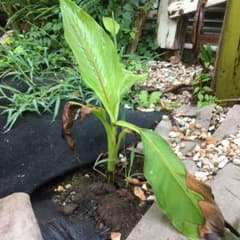 芭蕉の木　バナナは成りません。のサムネイル