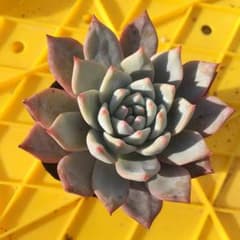 *多肉植物*　エケベリア　ブルーバード　抜き苗のサムネイル