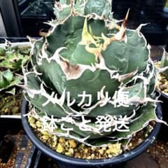 Agave 最強白鯨 スーパーボール 超極上株 LED管理 - メルカリ