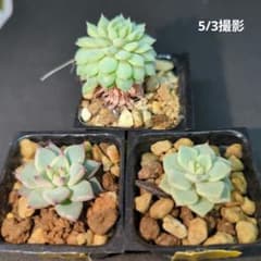 *ちょこん *紫紺の矢 *雪つぼみ ミックスベリア おらいさん cのサムネイル