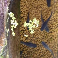 アオウキクサ（メダカ飼育内の繁殖）のサムネイル