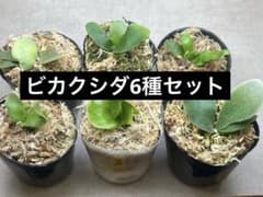 き*ん様 GWセールラスト　555③ ビカクシダ　胞子培養　6株セット　トトロ含 き*ん様 GWセールラスト 555③ ビカクシダ 胞子培養 6株セット トトロ