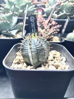 ユーフォルビア　ホリダ　白肌のサムネイル