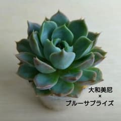 大和美尼×ブルーサプライズ（多肉植物エケベリア抜き苗 - メルカリ