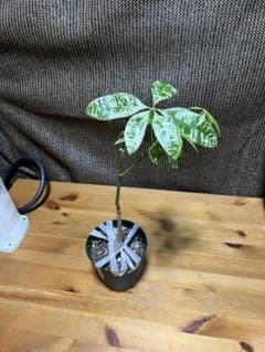 パキラ 実生ミルキーウェイ 斑入り 苗のサムネイル
