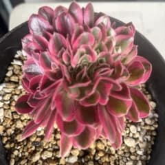 ピンクウィッチ綴化多肉植物アエオニウム（抜き苗） - メルカリ