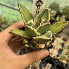 アガベ SAD錦南アフリカダイヤモンド白覆輪斑入り抜き苗発送 - メルカリ