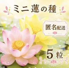 ミニ蓮の種 5粒のサムネイル