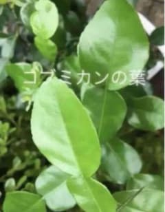 コブミカンの葉【無農薬 】30枚以上のサムネイル