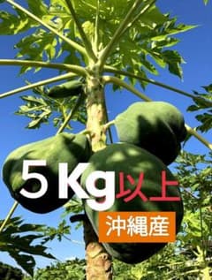 青パパイヤ 沖縄産　☆送料無料☆のサムネイル