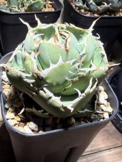 アガベ チタノタ 窮奇 鉢ごと発送 - メルカリ