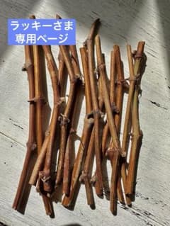 ラッキーさま専用　ピオーネ穂木1本のサムネイル
