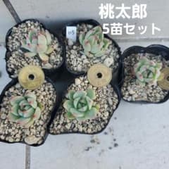 115 桃太郎 5苗 多肉植物 エケベリア 抜き苗のサムネイル