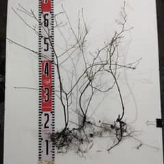 クロモジ 山採り直送 3本 - メルカリ