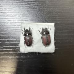 カザリツノクワガタ　ペア　標本 カザリツノクワガタ ペア 標本 - メルカリ