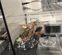 非売品『月光堂』シェルターのサムネイル