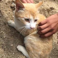 ジョー様専用のサムネイル
