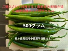 ご購入されて収穫する！農家直送!鮮度抜群!激辛品種ホットパラソル