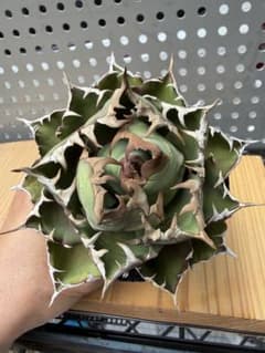 アガベ チタノタ 姫厳竜のサムネイル