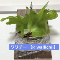【ビカクシダ】ワリチー P. wallichii ワイルド タイ産(1年養生株)のサムネイル