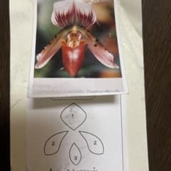 パフィオ蘭　抜き取り型のサムネイル