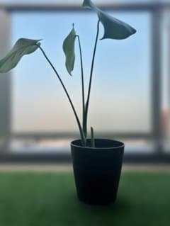 モンステラ デリシオーサ 3本立ち 観葉植物のサムネイル