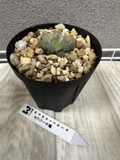 ぴ様専用です！　ハオルチア　オブツーサ錦　（17）のサムネイル