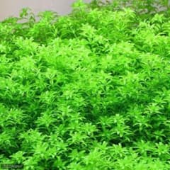 パールグラス　完全無農薬　10〜15cm 100本以上のサムネイル