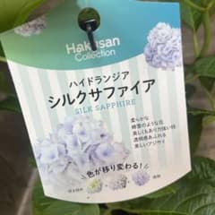 ハイドランジア シルクサファイア アジサイ 色変わり - メルカリ