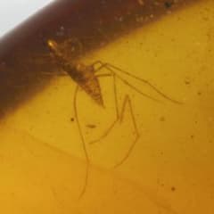 ZB327虫入り琥珀化石 ミャンマー カムティかタナイ産 9900万年前