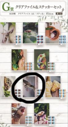 G 상 클리어 파일 & 스티커 카이만 이치 반 쿠지 파충류 & 양서류