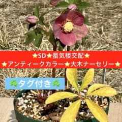 460☘️タグ付き☘️⭐️SD⭐️蜃気楼交配 アンティークカラー⭐️大木
