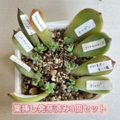 多肉植物 葉挿し 発芽済み 9個セット 韓国苗 エケベリア - メルカリ