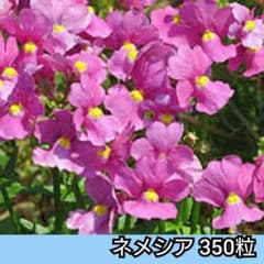 ネメシア❇️350粒❇️ピンク 花の種子のサムネイル